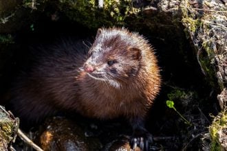 Πολωνία: Απαγόρευσε την εκτροφή ζώων για γούνες - «Είναι μια ιστορική στιγμή»