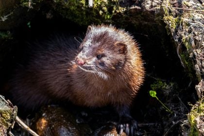 Πολωνία: Απαγόρευσε την εκτροφή ζώων για γούνες - «Είναι μια ιστορική στιγμή»