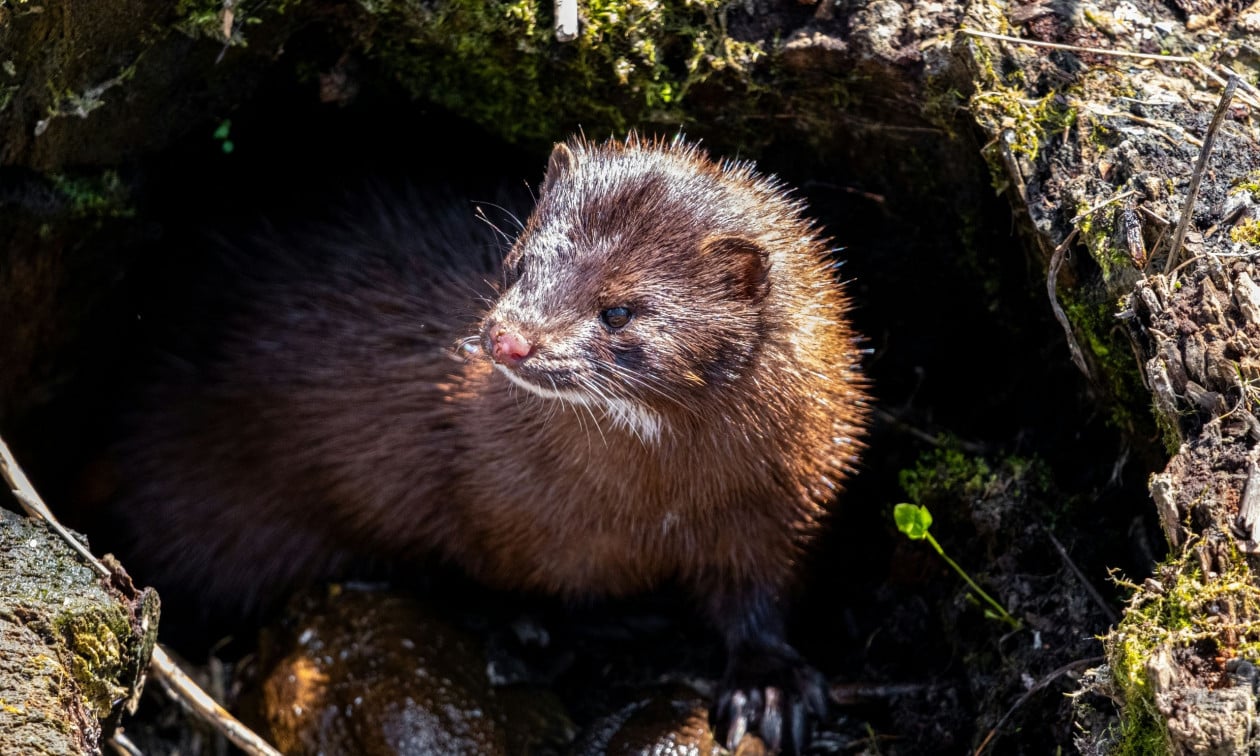 Πολωνία: Απαγόρευσε την εκτροφή ζώων για γούνες - «Είναι μια ιστορική στιγμή»