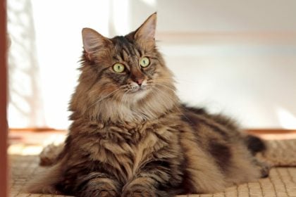 Δείτε τις φυλές γάτας που μπορούν πολύ εύκολα να γίνουν παχύσαρκες