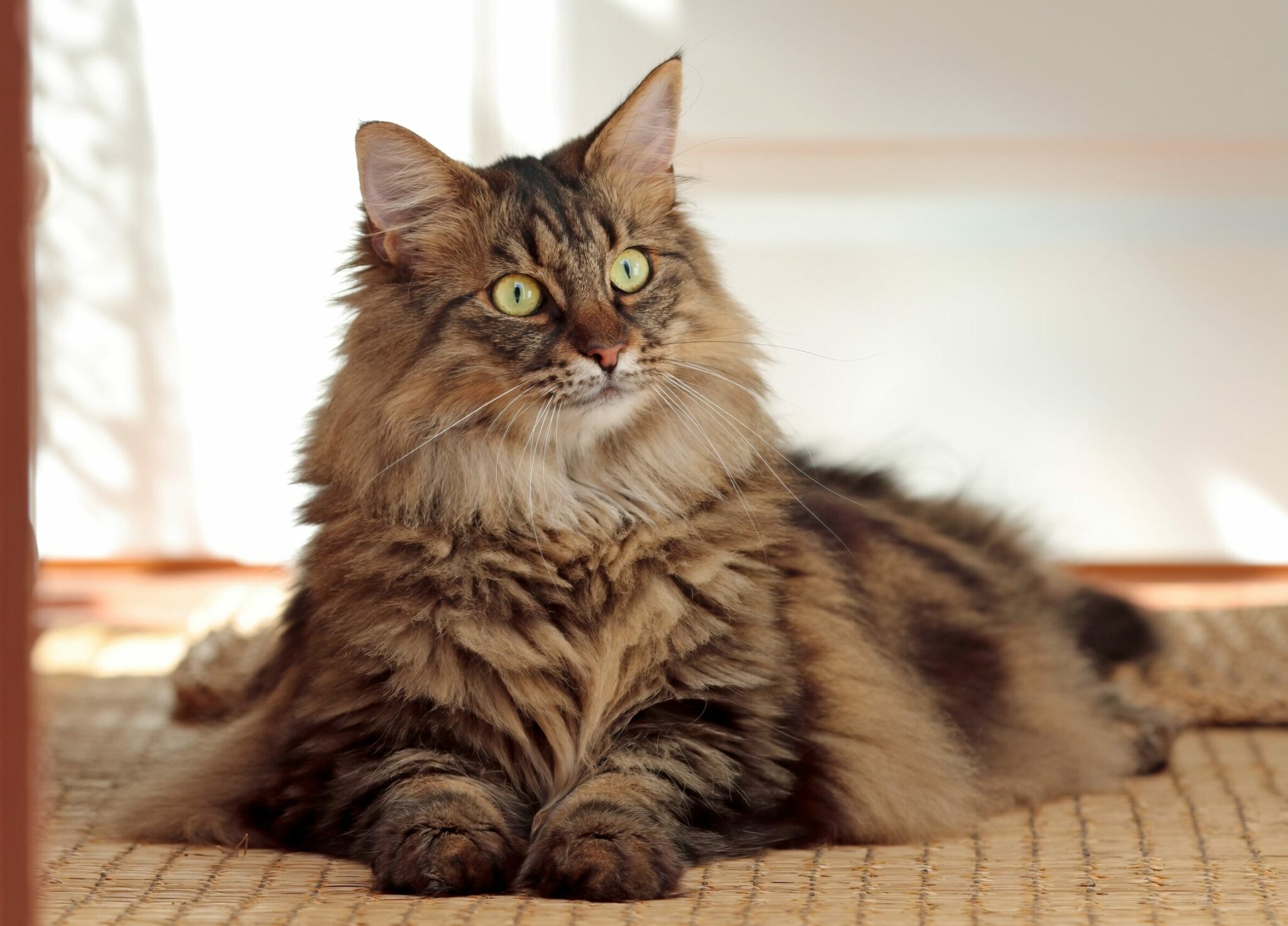 Δείτε τις φυλές γάτας που μπορούν πολύ εύκολα να γίνουν παχύσαρκες