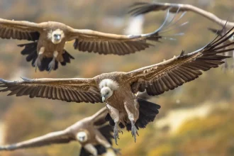 Ο λόγος που οι γύπες πετούν σε κύκλους- 6 άγνωστες πληροφορίες για τα πιο παρεξηγημένα πτηνά