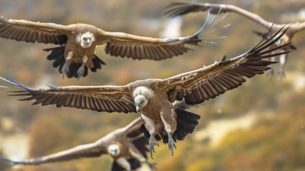 Ο λόγος που οι γύπες πετούν σε κύκλους- 6 άγνωστες πληροφορίες για τα πιο παρεξηγημένα πτηνά