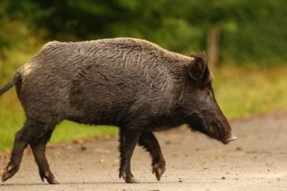 Καστοριά: Στο νοσοκομείο κυνηγός που δέχτηκε επίθεση από αγριογούρουνο