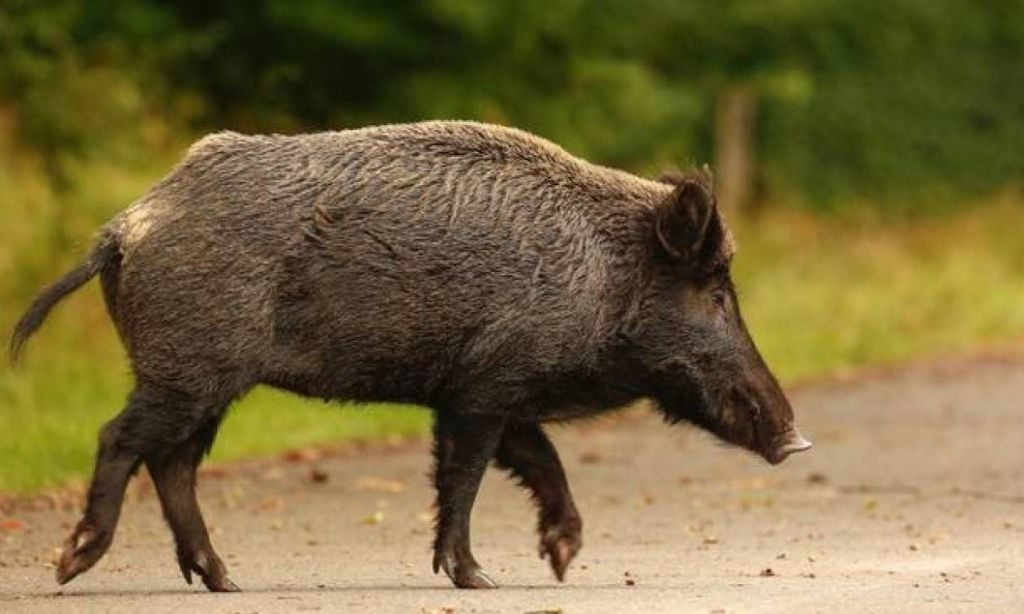 Καστοριά: Στο νοσοκομείο κυνηγός που δέχτηκε επίθεση από αγριογούρουνο