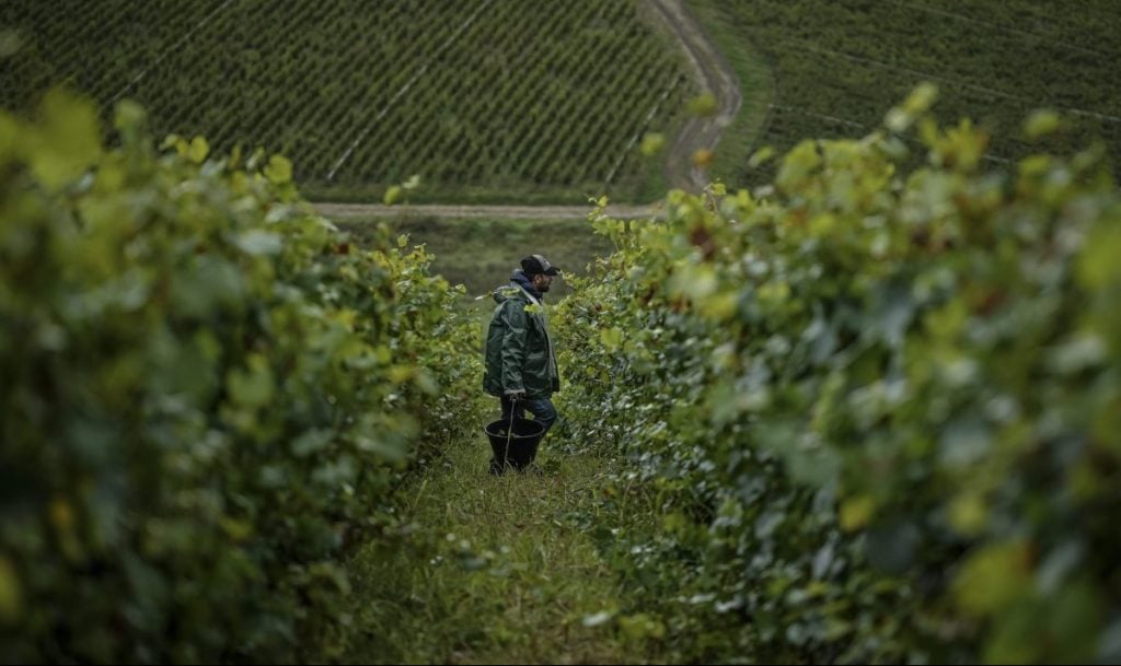 Γαλλία: Μειώνεται η ζήτηση για κονιάκ - Οι παραγωγοί θα πληρώσουν για να ξεριζώσουν τα αμπέλια τους