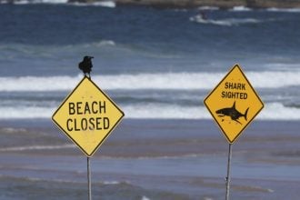 Η Ταϊλάνδη απελευθερώνει απειλούμενους καρχαρίες στο πλαίσιο εκστρατείας για την προστασία τους