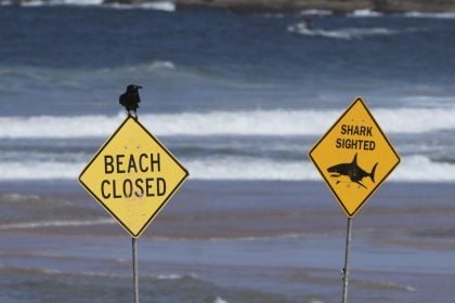 Η Ταϊλάνδη απελευθερώνει απειλούμενους καρχαρίες στο πλαίσιο εκστρατείας για την προστασία τους