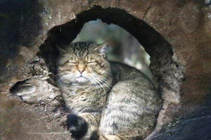 Το «εξαφανισμένο» ζώο-φάντασμα που επέστρεψε από τις σκιές