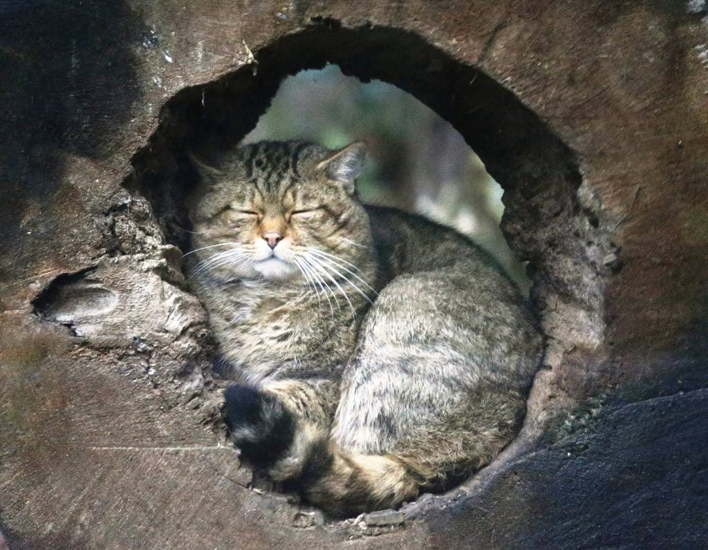 Το «εξαφανισμένο» ζώο-φάντασμα που επέστρεψε από τις σκιές