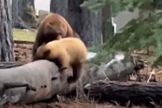 Όταν οι αρκούδες διαφωνούν: Κωμικό περιστατικό κοντά στη Λίμνη Τάχο