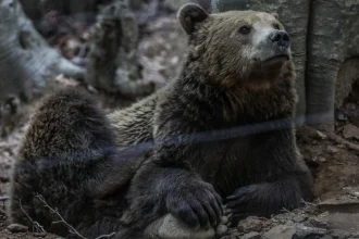 Νυμφαίο: Έπεσαν σε χειμέριο λήθαργο οι αρκούδες του Αρκτούρου