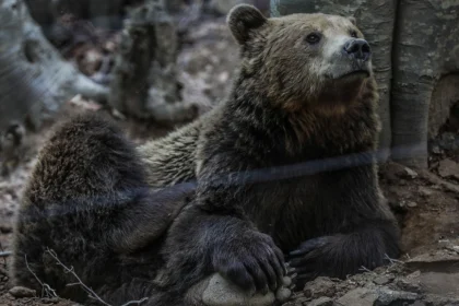 Νυμφαίο: Έπεσαν σε χειμέριο λήθαργο οι αρκούδες του Αρκτούρου