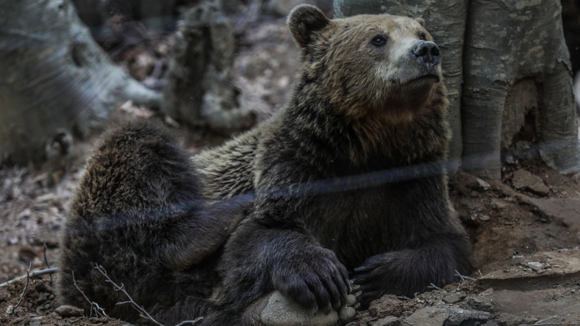 Νυμφαίο: Έπεσαν σε χειμέριο λήθαργο οι αρκούδες του Αρκτούρου