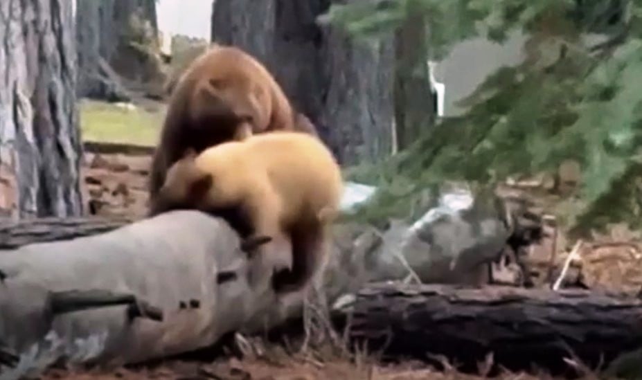 Όταν οι αρκούδες διαφωνούν: Κωμικό περιστατικό κοντά στη Λίμνη Τάχο