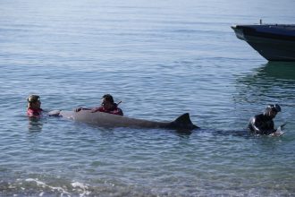 Τα μυστηριώδη θηλαστικά που μπορείς να ακούσεις, αλλά όχι να δεις