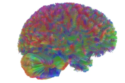 Τι μάθαμε για τον εγκέφαλο το 2025