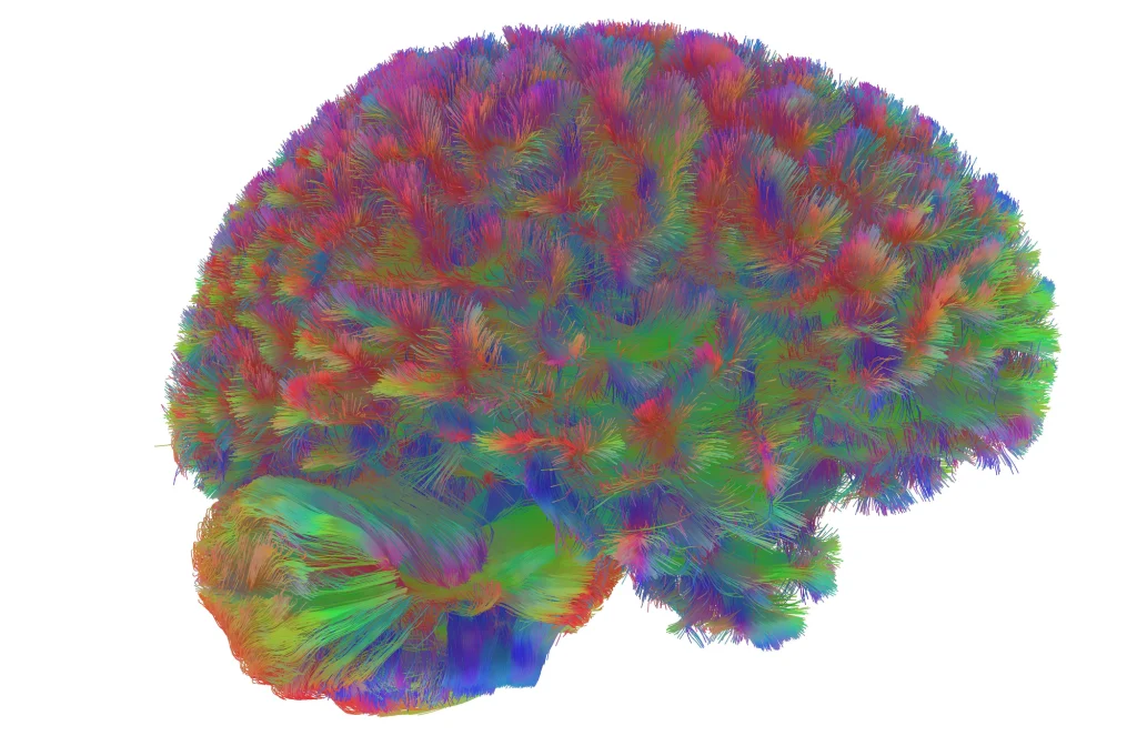 Τι μάθαμε για τον εγκέφαλο το 2025