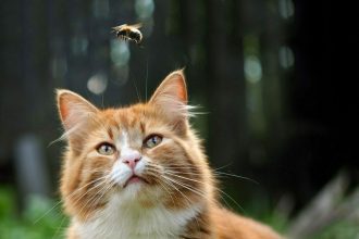 Γιατί οι γάτες κάνουν παράξενους ήχους όταν βλέπουν έντομα