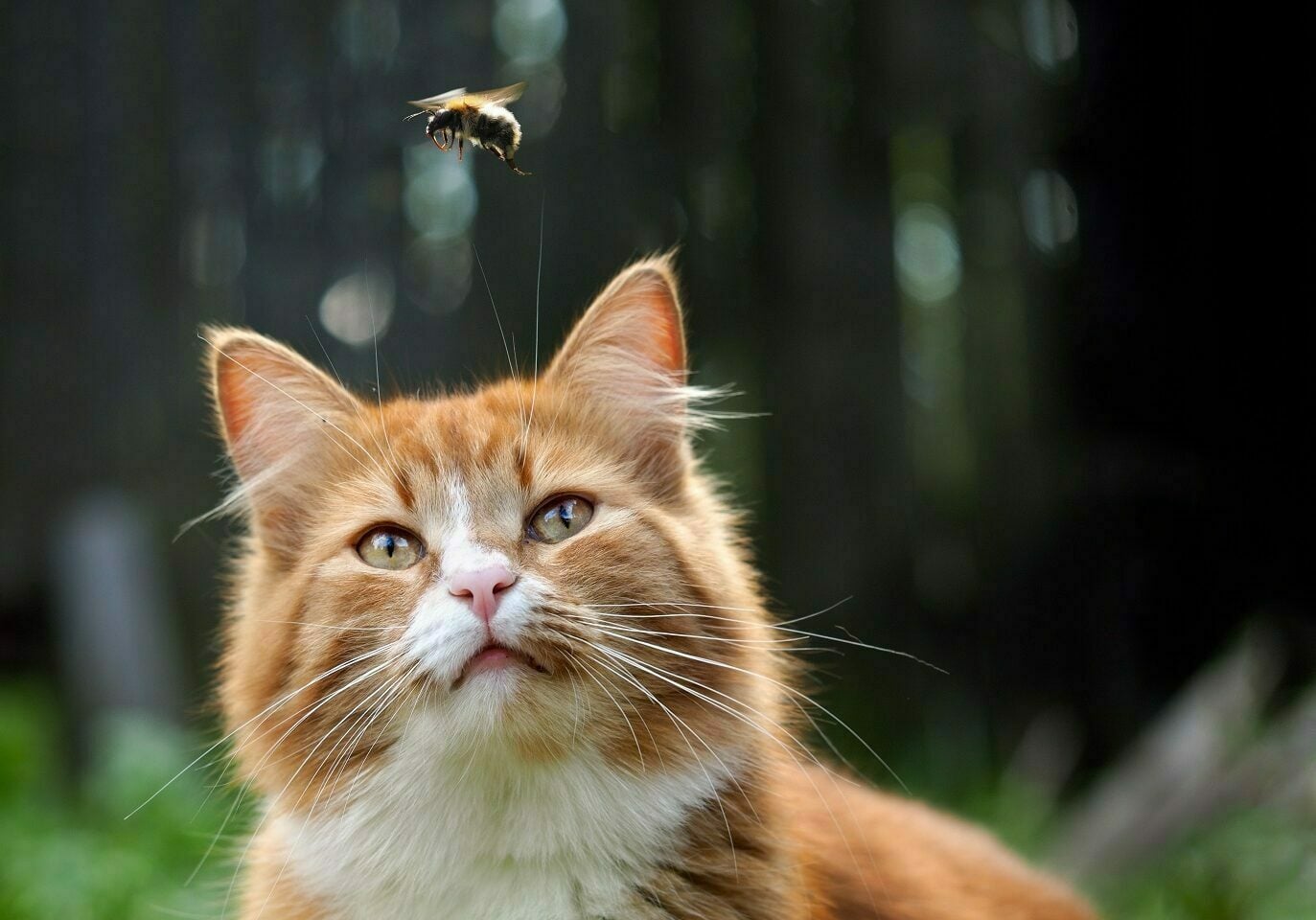 Γιατί οι γάτες κάνουν παράξενους ήχους όταν βλέπουν έντομα