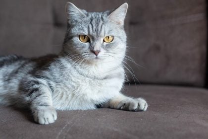 Γιατί η γάτα μας αγνοεί όταν της μιλάμε; Τι μπορεί να σκέφτεται