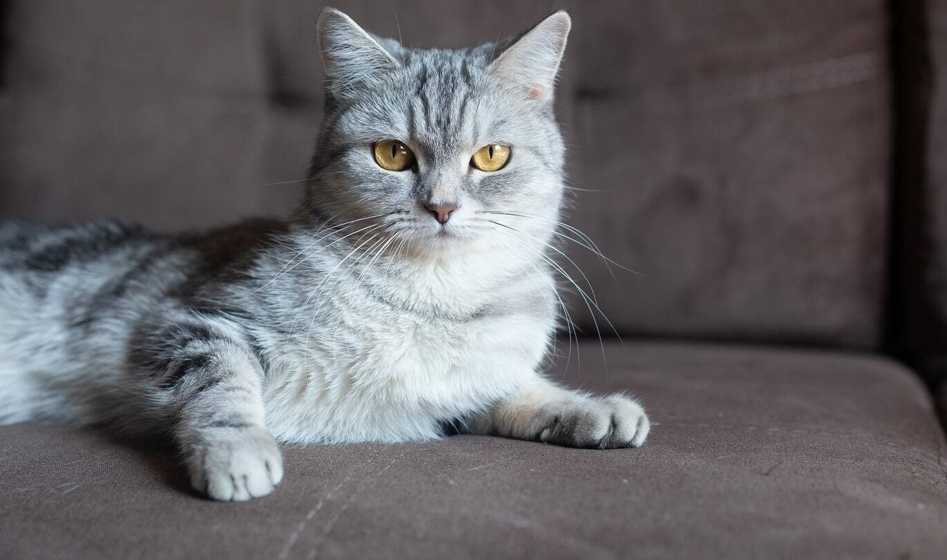 Γιατί η γάτα μας αγνοεί όταν της μιλάμε; Τι μπορεί να σκέφτεται