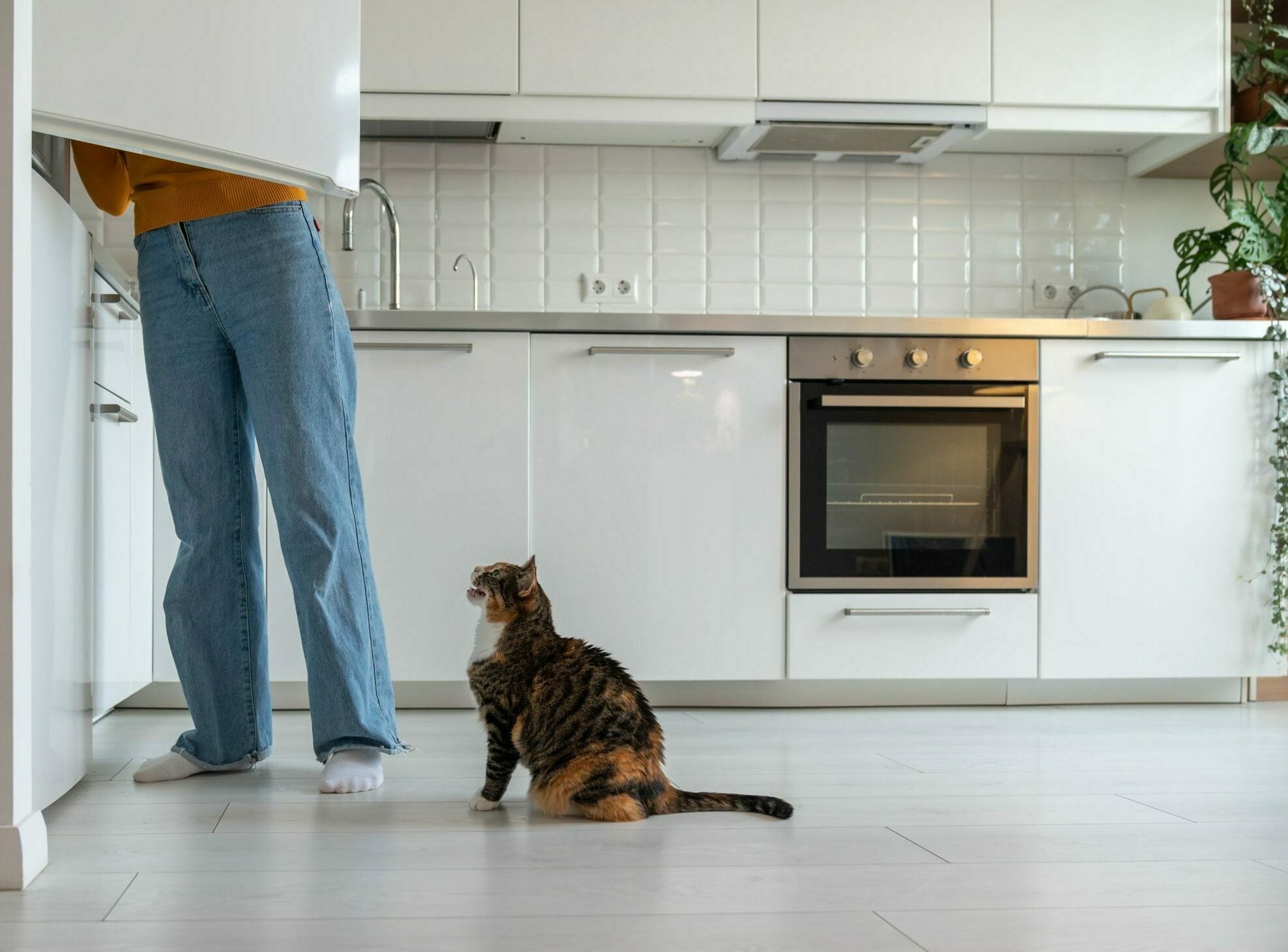 Φυσικές λιχουδιές για γάτες: Υγιεινές και νόστιμες επιλογές που υπάρχουν ήδη στην κουζίνα σας