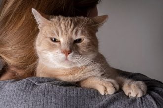 Με ποιους τρόπους οι γάτες μπορούν να προστατεύσουν το σπίτι και τον άνθρωπό τους