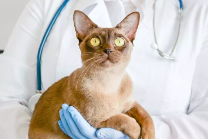 Πότε πρέπει να στειρώνονται οι θηλυκές γάτες; Τι ισχύει για τις αρσενικές