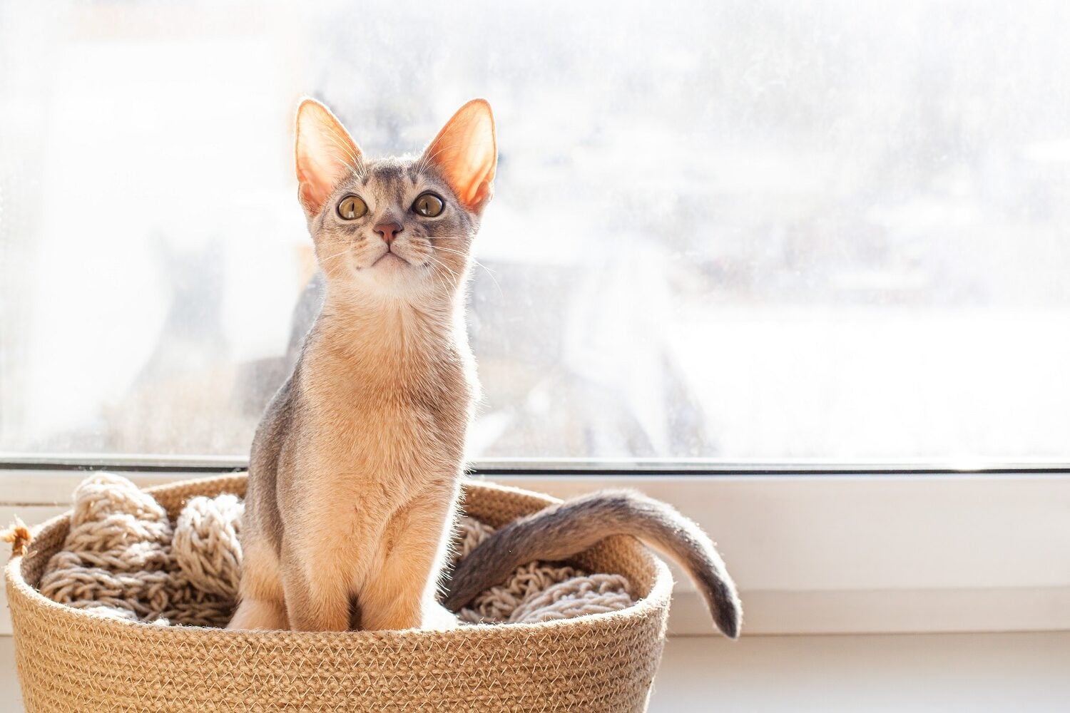 Πώς μπορεί να αναγνωρίσει μια γάτα τον κηδεμόνα της