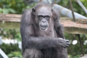 Πέθανε στα 49 η Ai, η χιμπατζής «θαύμα» που είχε χαρακτηριστεί «ιδιοφυΐα» – Αναγνώριζε γράμματα, αριθμούς και χρώματα