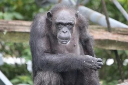 Πέθανε στα 49 η Ai, η χιμπατζής «θαύμα» που είχε χαρακτηριστεί «ιδιοφυΐα» – Αναγνώριζε γράμματα, αριθμούς και χρώματα