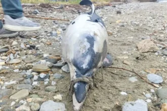 Βόλος: Νεκρό δελφίνι – Ήταν δεμένο το ρύγχος του