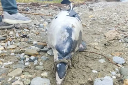 Βόλος: Νεκρό δελφίνι – Ήταν δεμένο το ρύγχος του