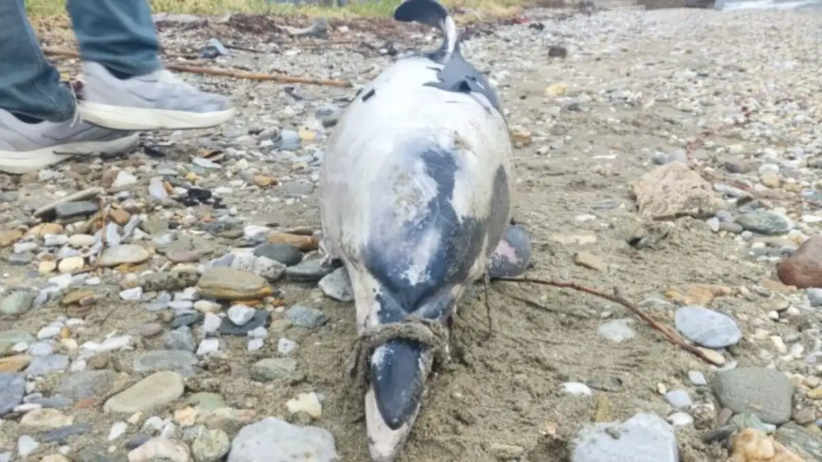 Βόλος: Νεκρό δελφίνι – Ήταν δεμένο το ρύγχος του