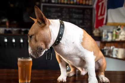Αυτά τα ροφήματα είναι τοξικά για τους σκύλους – Δεν πρέπει να πιουν ούτε μια γουλιά