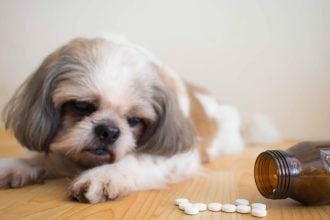 Ποια ανθρώπινα φάρμακα είναι επικίνδυνα για τον σκύλο μας