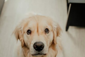 Με ποιους τρόπους μας ζητάει συγγνώμη ο σκύλος μας