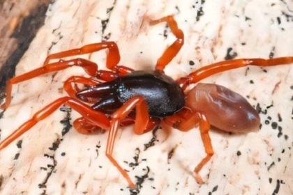 Πρωτοφανές θαύμα της φύσης: Αράχνη εξαφάνισε το μισό DNA της
