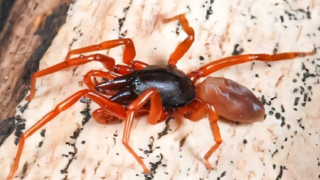 Πρωτοφανές θαύμα της φύσης: Αράχνη εξαφάνισε το μισό DNA της