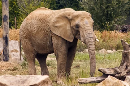 Άγριος ελέφαντας σε αμόκ στην Ινδία: 20 νεκροί σε εννέα ημέρες