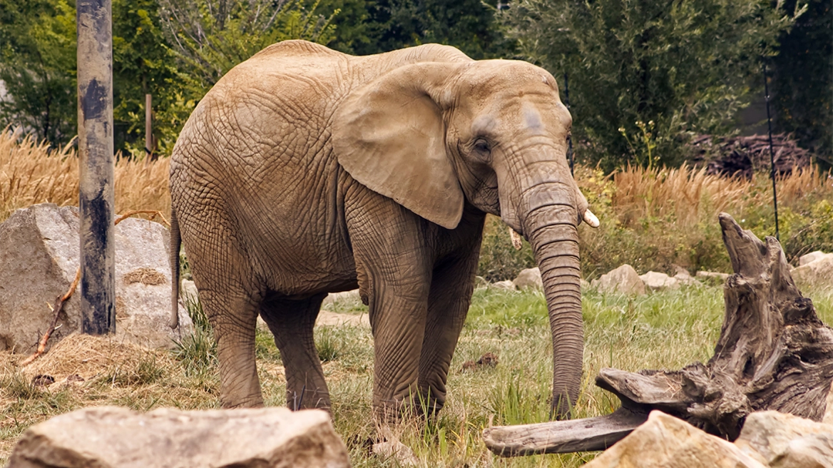 Άγριος ελέφαντας σε αμόκ στην Ινδία: 20 νεκροί σε εννέα ημέρες