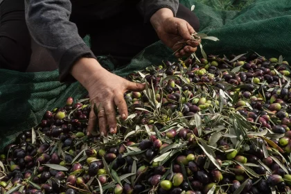 Αχαΐα: Μπήκαν στο χωράφι και ....μάζεψαν τις ελιές της