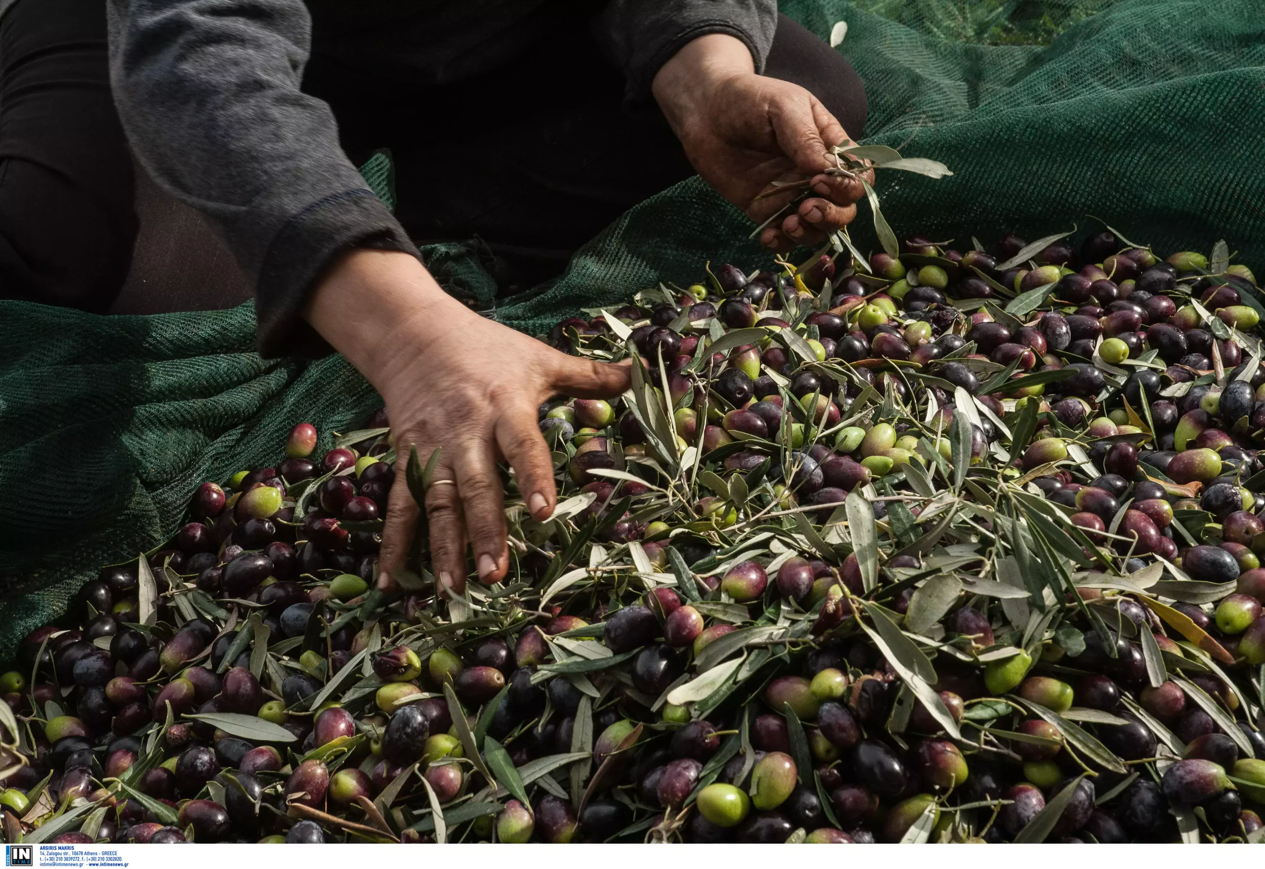 Αχαΐα: Μπήκαν στο χωράφι και ....μάζεψαν τις ελιές της