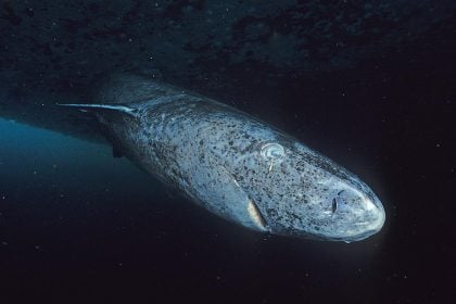 «Greenland shark»: Ο καρχαρίας – μυστήριο που ζει εκατοντάδες χρόνια, σε πολύ χαμηλές θερμοκρασίες