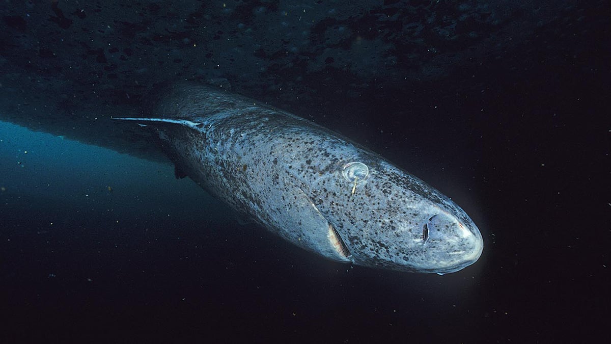 «Greenland shark»: Ο καρχαρίας – μυστήριο που ζει εκατοντάδες χρόνια, σε πολύ χαμηλές θερμοκρασίες