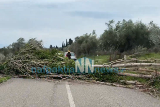Ναυπακτία: Ξεριζώθηκε λεύκα στην Κάτω Βασιλική εξαιτίας των θυελλωδών ανέμων