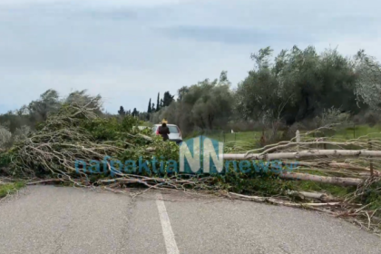 Ναυπακτία: Ξεριζώθηκε λεύκα στην Κάτω Βασιλική εξαιτίας των θυελλωδών ανέμων