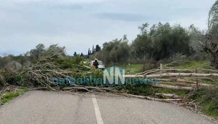 Ναυπακτία: Ξεριζώθηκε λεύκα στην Κάτω Βασιλική εξαιτίας των θυελλωδών ανέμων