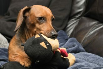 Ζηλεύουν οι σκύλοι; Τα σημάδια που δεν πρέπει να αγνοήσετε